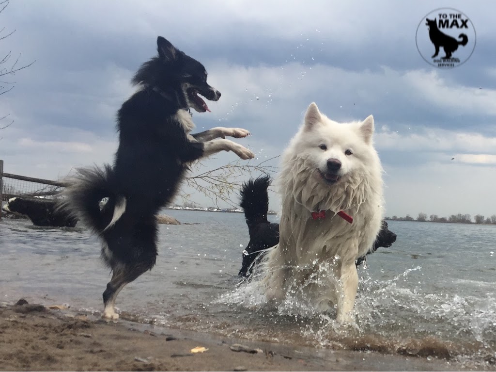 To The MAX - Dog Walking Services | 9 Barrhead Crescent, Etobicoke, ON M9W 3Z2, Canada | Phone: (416) 574-7848