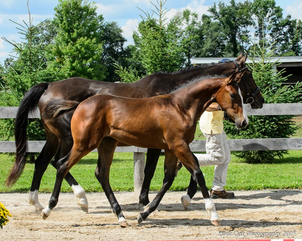 Garden Park Hanoverians | 8234 Mill St, Campbellcroft, ON L0A 1B0, Canada | Phone: (905) 448-7874