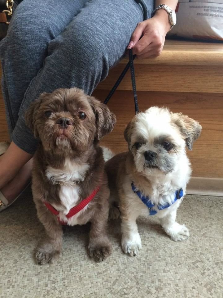Point Grey Veterinary Hospital | 4362 W 10th Ave, Vancouver, BC V6R 2H7, Canada | Phone: (604) 228-9633