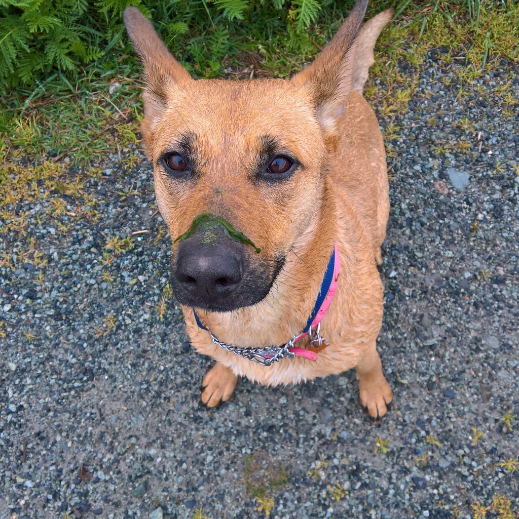 Trenant Park Pet Clinic | 5080 Linden Dr, Delta, BC V4K 3A5, Canada | Phone: (604) 940-0899