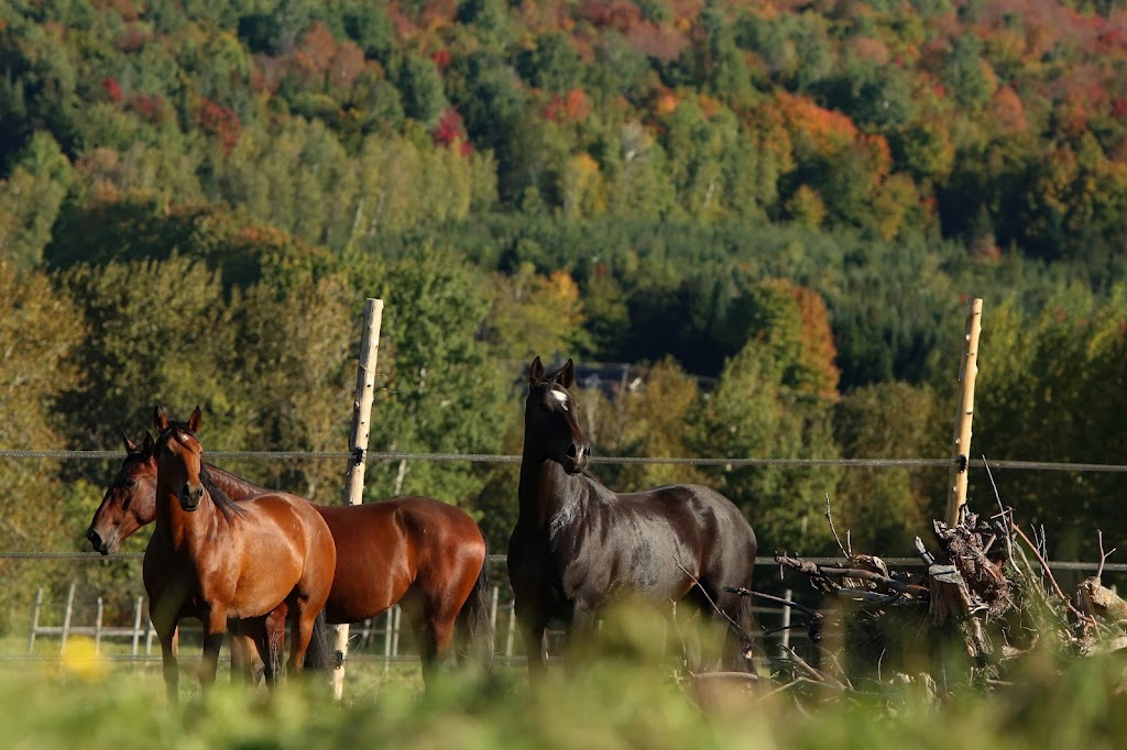 Domaine Staterra | Rang 11 dInverness, Saint-Jacques-de-Leeds, QC G0N 1J0, Canada | Phone: (418) 930-5265
