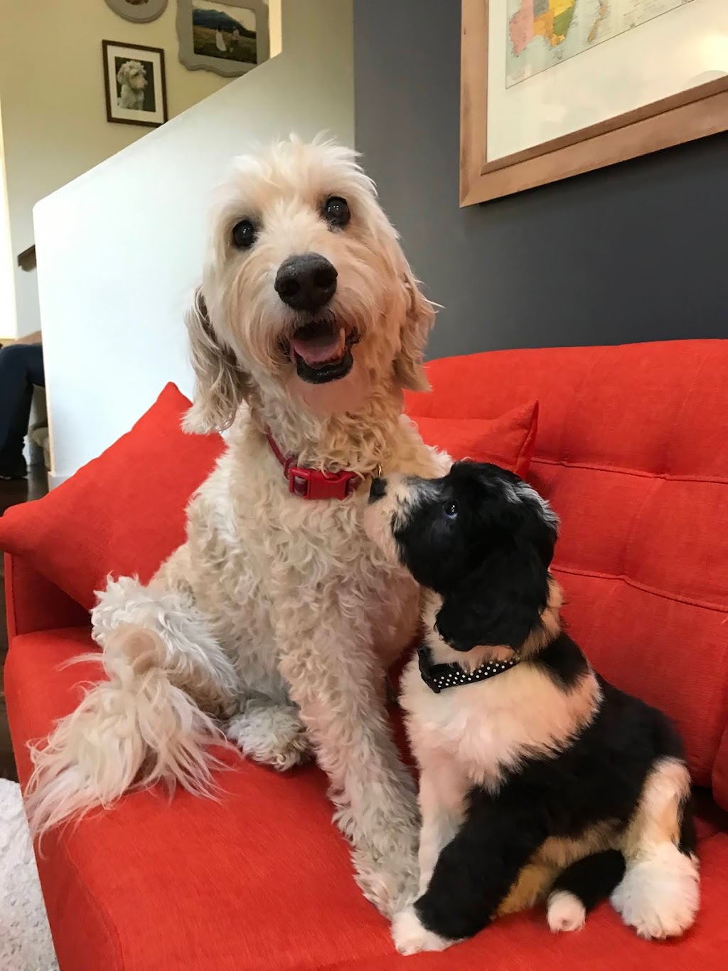 Green Acres Animal Hospital | 4631 24 Ave S, Lethbridge, AB T1K 7C1, Canada | Phone: (403) 327-8660