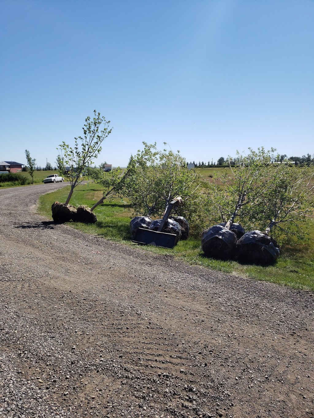Wheatland Trees Ltd. | 253022, Township Rd 234, AB T0J 1X0, Canada | Phone: (403) 934-2829