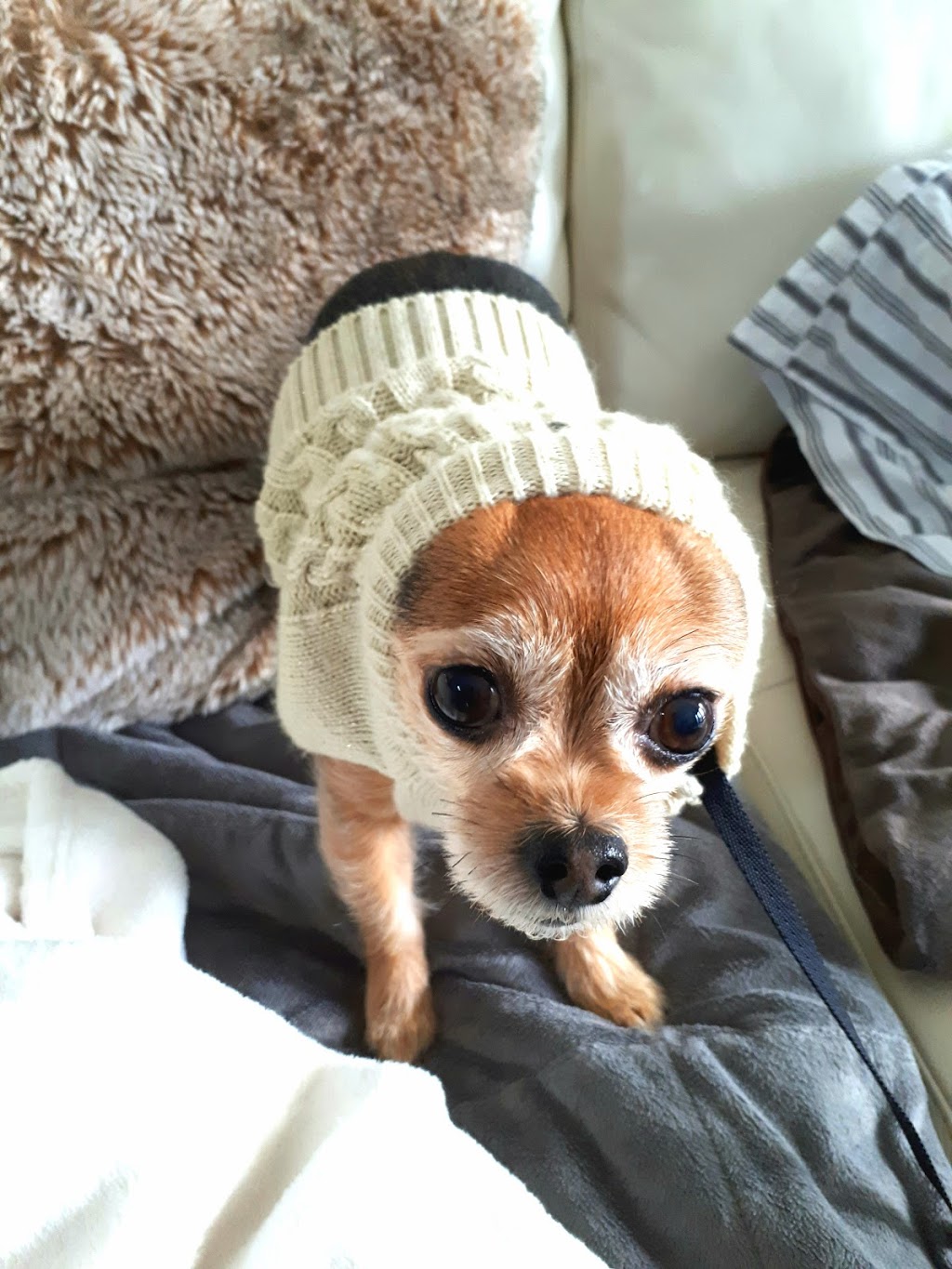 Fur Their Comfort Pet Care | 1845 Suffolk Ave, Port Coquitlam, BC V3B 5G6, Canada | Phone: (604) 377-0562