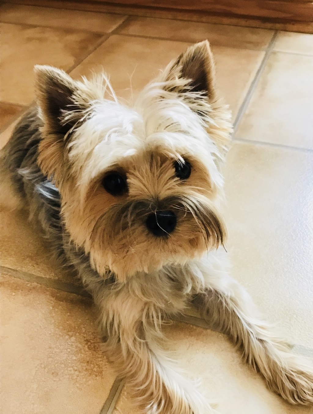 Veterinary Hospital De LEstrie | 2736 Rue Galt O, Sherbrooke, QC J1K 2V8, Canada | Phone: (819) 562-8585