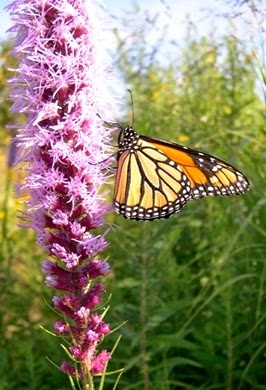 Blazing Star Environmental | 104 McLaughlin Blvd, Oshawa, ON L1G 2P3, Canada | Phone: (289) 927-2964