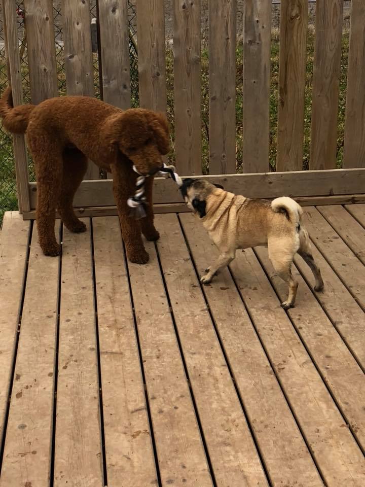 Canine Station (Jenns Doggie Daycare) | 228 Old Halifax Rd, Brookfield, NS B0N 1C0, Canada | Phone: (902) 956-1771