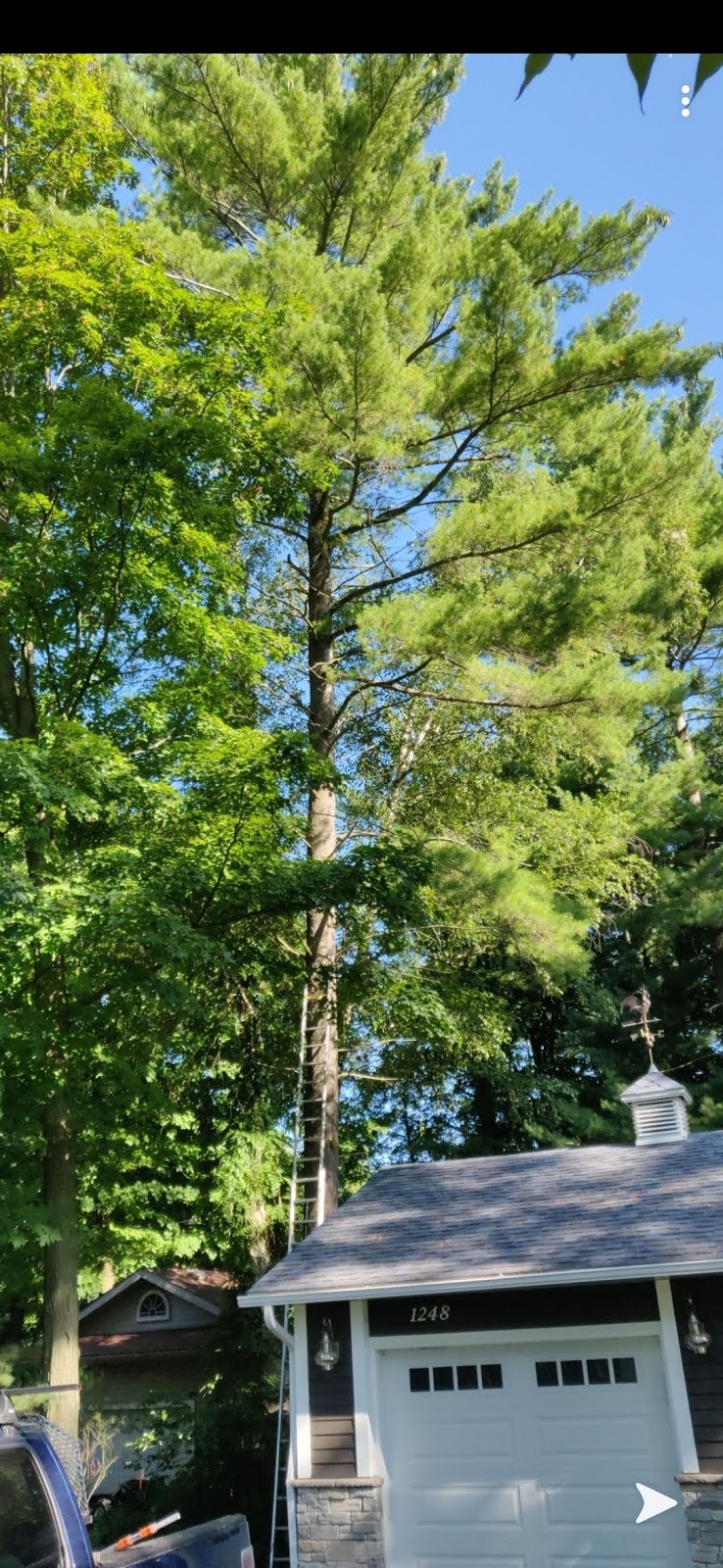 Cut-Rite Tree Service | 4279 5 Line N, Coldwater, ON L0K 1E0, Canada | Phone: (705) 737-6339