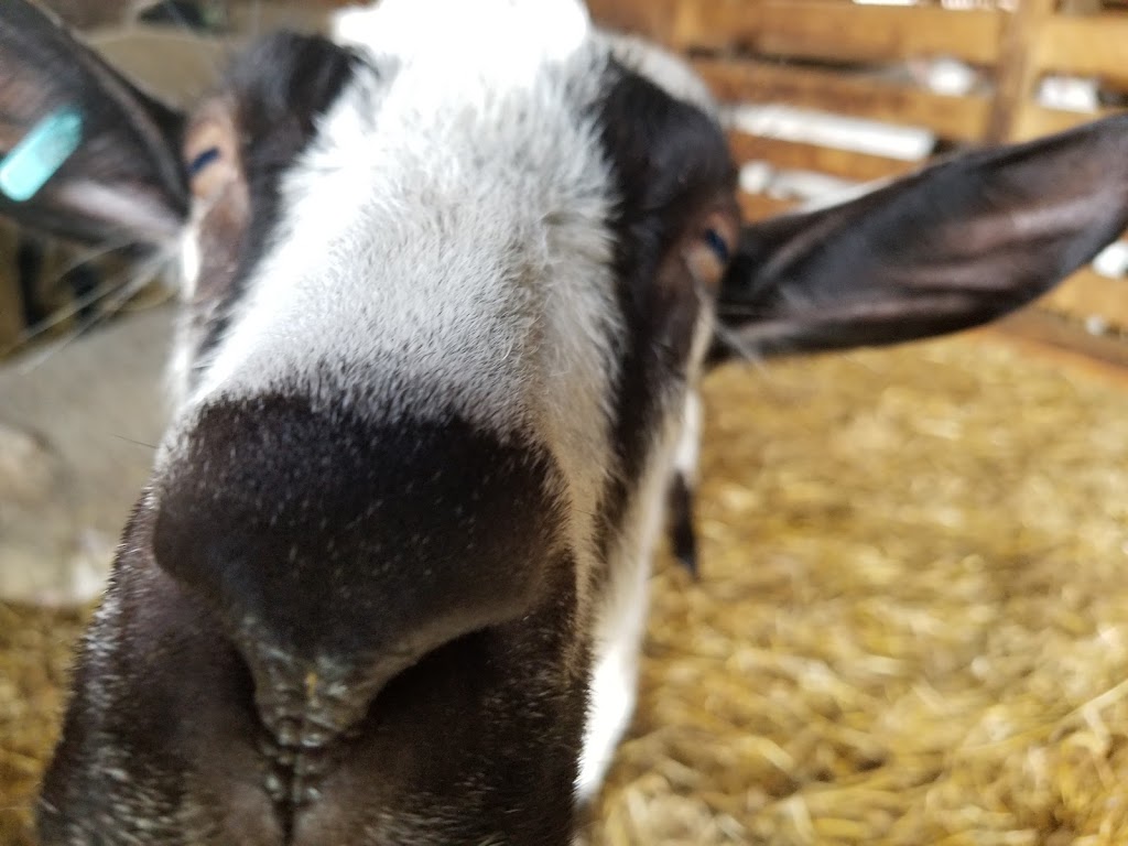 Brussels Livestock | R.R. # 3, Brussels, ON N0G 1H0, Canada | Phone: (519) 887-6461