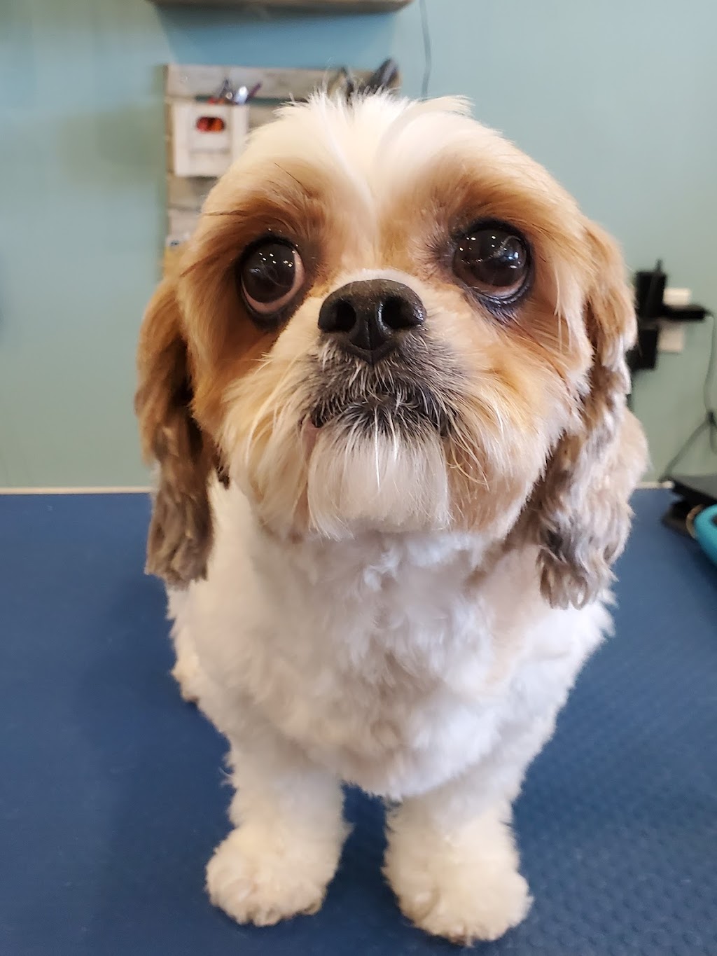 Stephanies Pet Grooming | 451 Guelph Line, Burlington, ON L7R 3L8, Canada | Phone: (905) 637-4143