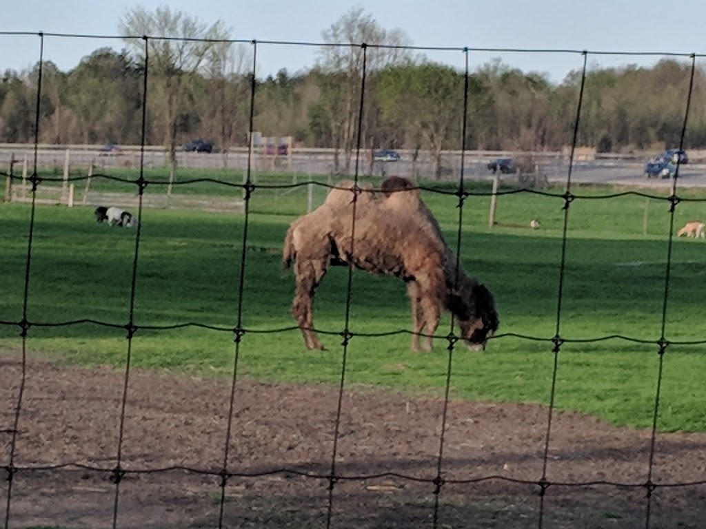 Big Curve Acres Farm | 65 11 Line N, Hawkestone, ON L0L 1T0, Canada | Phone: (705) 487-2000