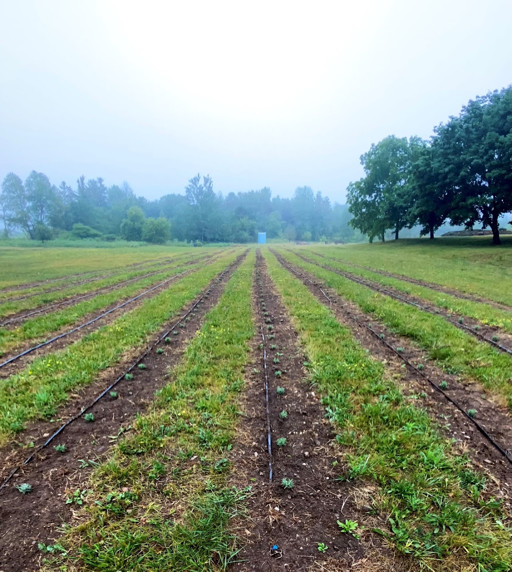 Bluewater Lavender Farm | 441022 Elm St, Georgian Bluffs, ON N0H 2T0, Canada | Phone: (416) 456-5851