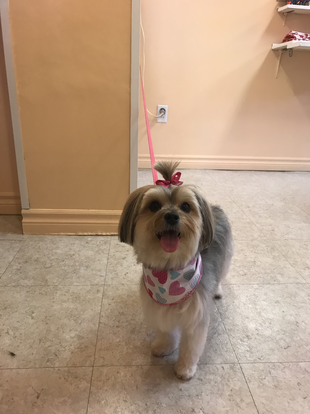 le Studio de Beauté Canine de Boucherville | 375 Bd de Mortagne, Boucherville, QC J4B 1B7, Canada | Phone: (450) 655-6543