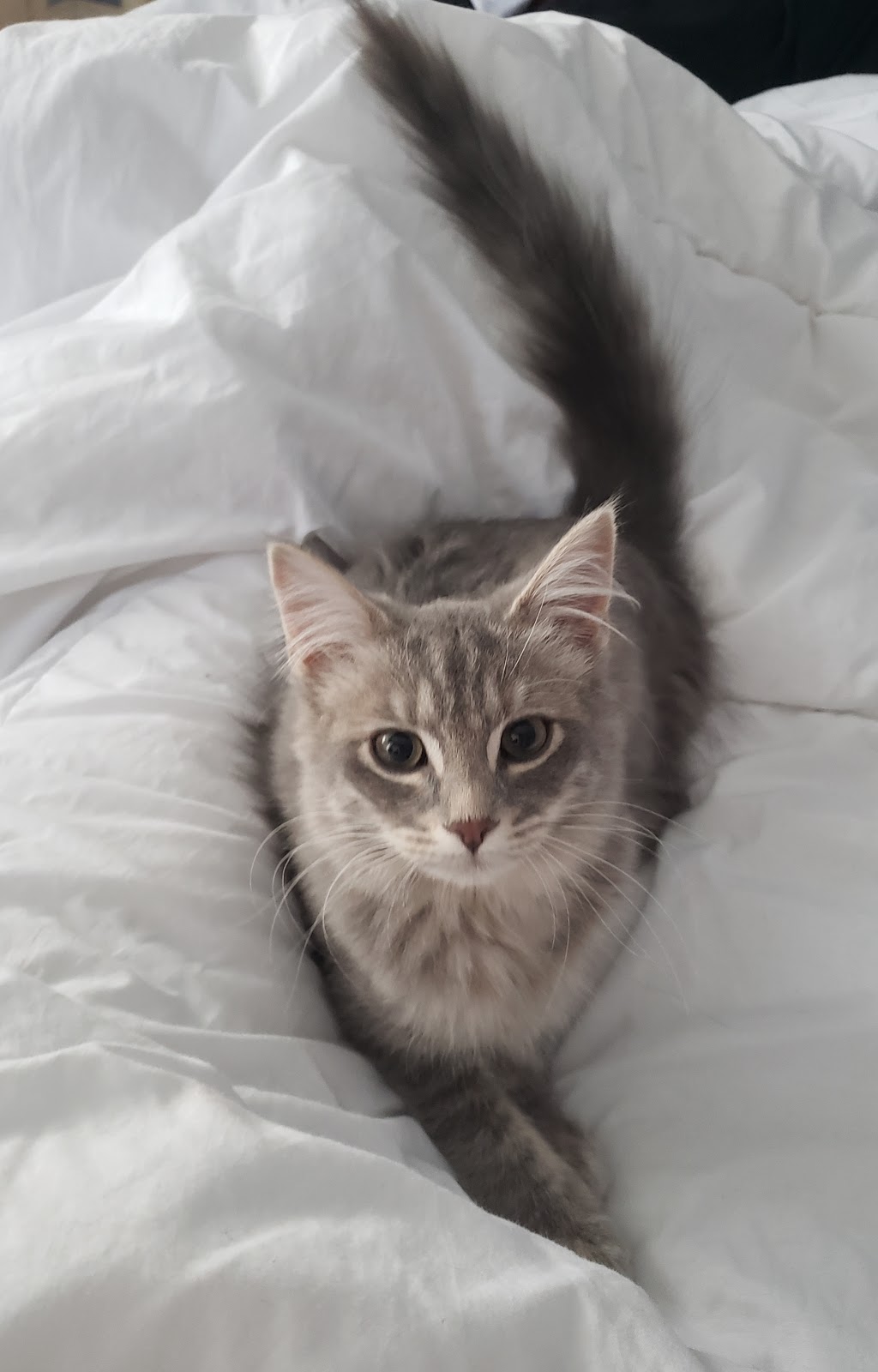 Purr Inn | 240077, Range Rd 240, Strathmore, AB T1P 1J6, Canada | Phone: (403) 901-4333