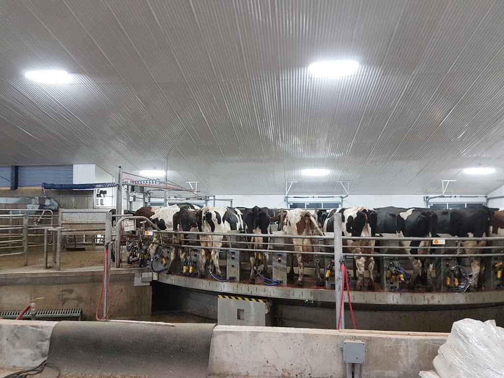 Dairy Sweet Holsteins Ltd | Salisbury Parish, NB E4Z 3R1, Canada | Phone: (506) 372-9717