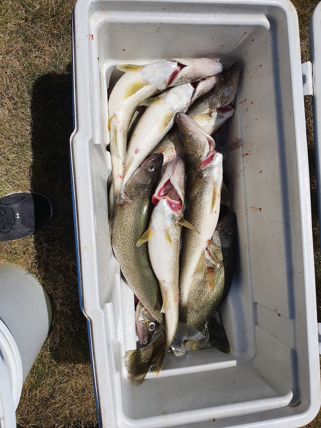 Apex Angling Charters | 1515 Kerr Ave Box 40, Erieau, ON N0P 1N0, Canada | Phone: (519) 401-7681
