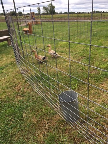 Farrells Pick Your Own | 1347 Concession 12, Ripley, ON N0G 2R0, Canada | Phone: (705) 879-5552