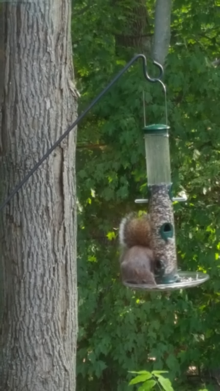 Wild Birds Unlimited | 3835 McKinley Pkwy, Blasdell, NY 14219, USA | Phone: (716) 823-7889