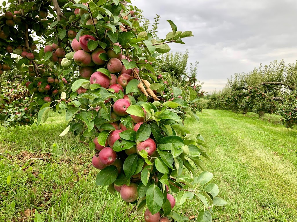 The Bigr Apple Farm | 8674 Heritage Rd, Brampton, ON L6Y 0E1, Canada | Phone: (647) 929-5408