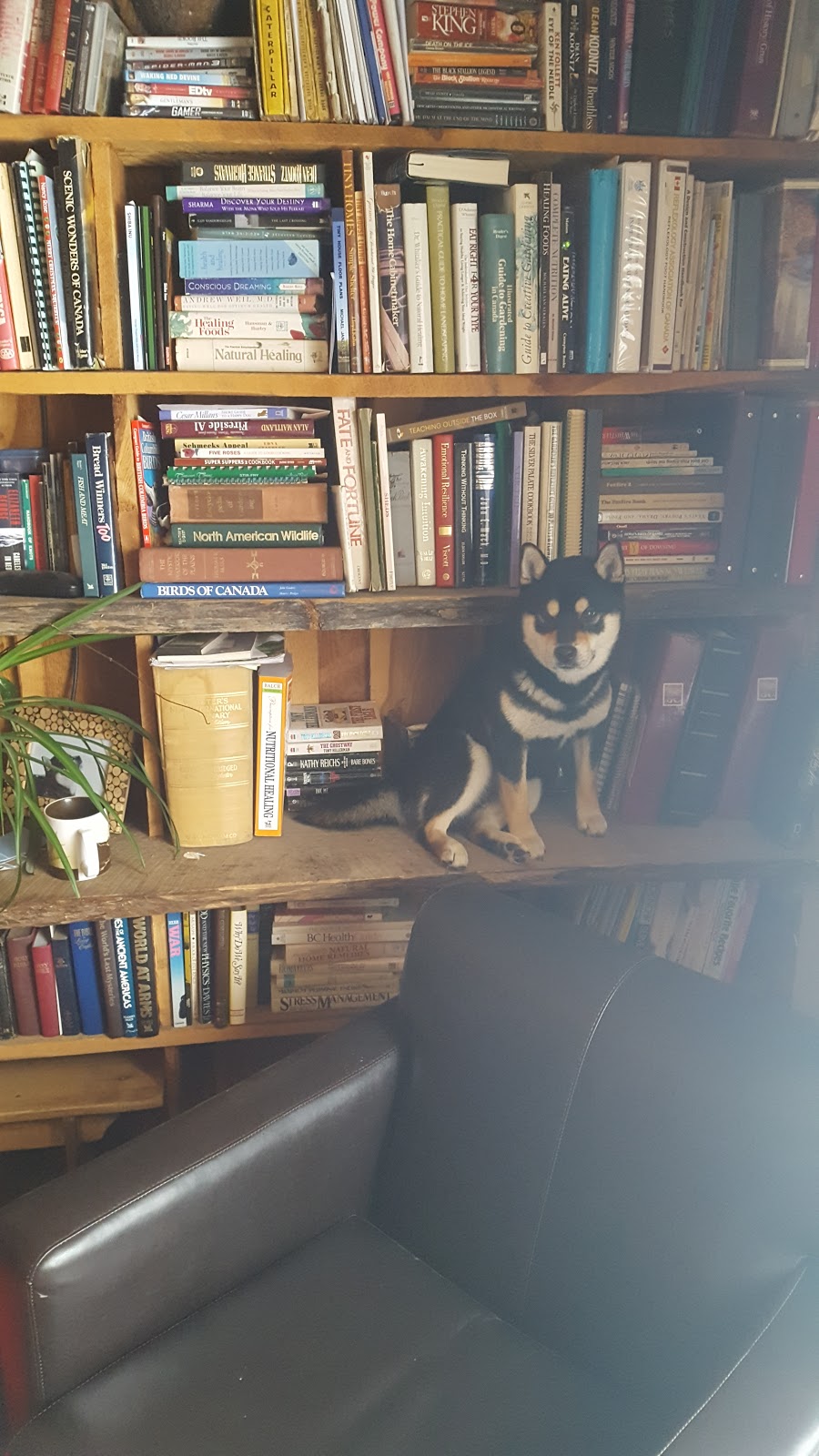 Shamanu Shibas | 5570 Mcdermid Rd, Rock Creek, BC V0H 1Y0, Canada | Phone: (250) 868-3248