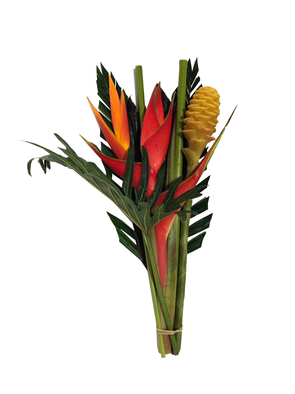 Spectrum Tropicals Inc | 325605 Norwich Rd, Norwich, ON N0J 1P0, Canada | Phone: (519) 732-8323