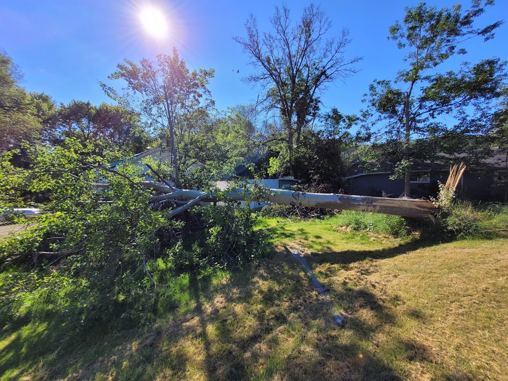 BOSSDAWG TREE REMOVAL | 120 ON-49, Deseronto, ON K0K 1X0, Canada | Phone: (613) 693-1330