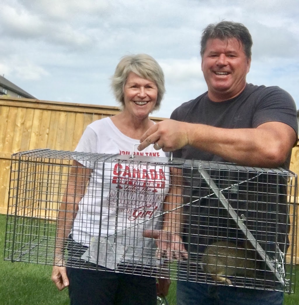 Gunning Ontario Wildlife Removal & Pest Control | 124 Ottawa Avenue, Woodstock, ON N4T 0H9, Canada | Phone: (519) 421-2677