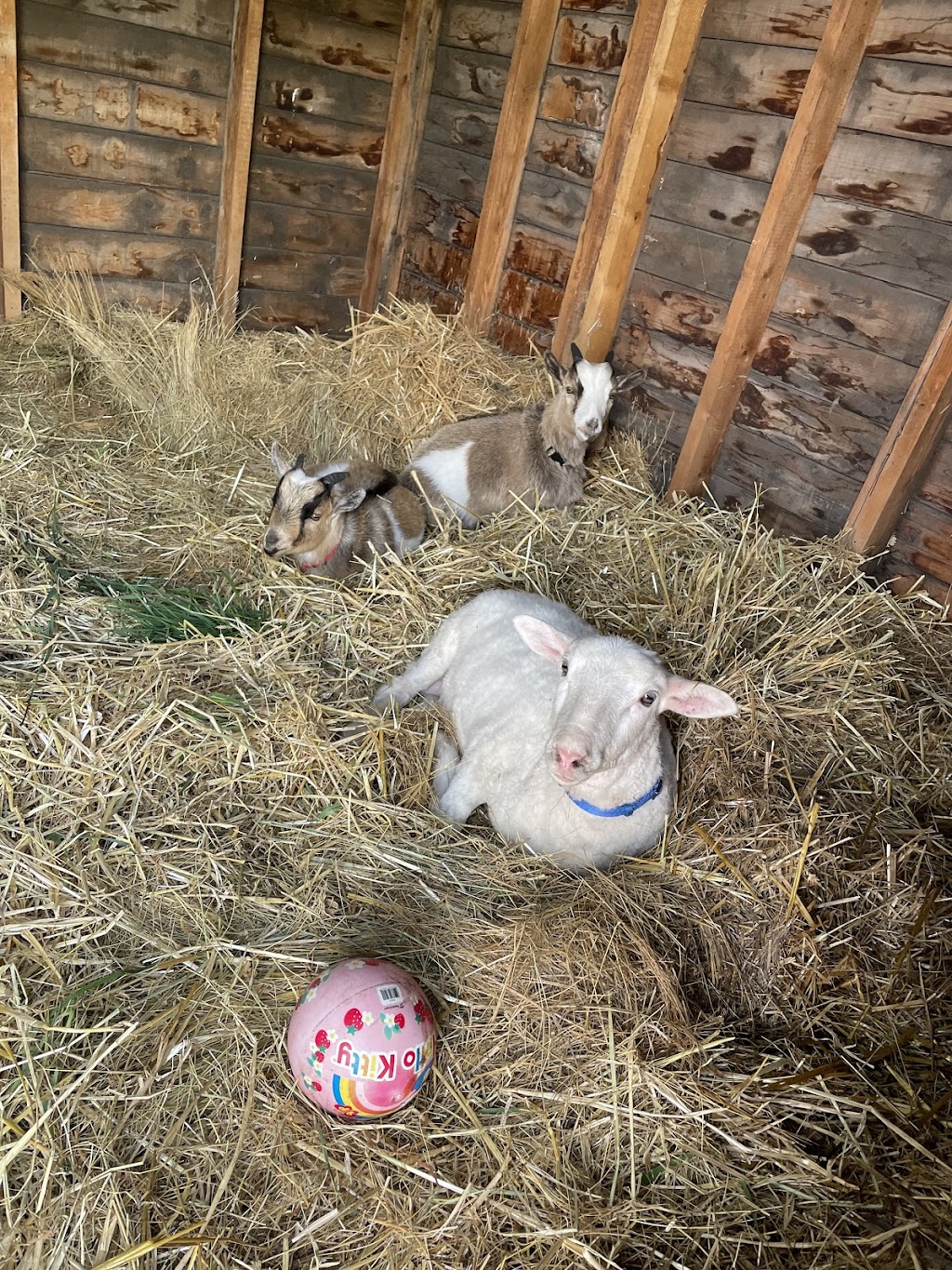 Redrock farm Mundare AB Canada | 524054, Range Rd 162, Mundare, AB T0B 3H0, Canada | Phone: (780) 906-3303