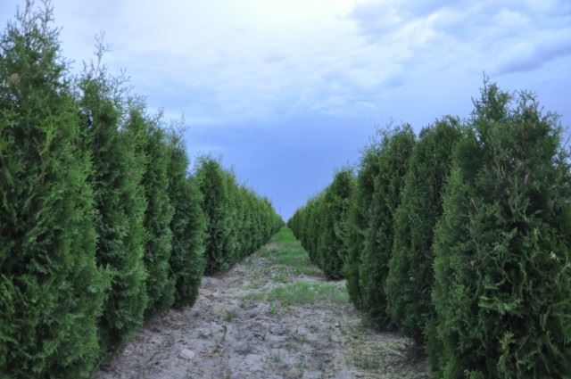 Pépinière Ebriclore | 52 Chemin de la Rivière-Delisle N, Coteau-du-Lac, QC J0P 1B0, Canada | Phone: (450) 763-5804