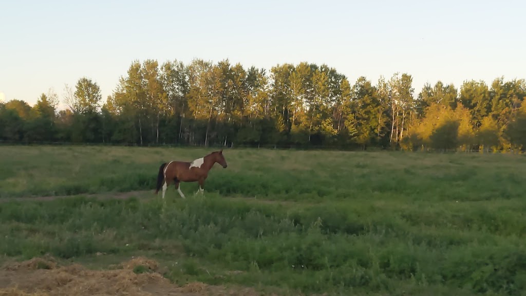 Willis Ranch & Stables | 288 White Water Rd, Pembroke, ON K8A 6W4, Canada | Phone: (613) 732-5645