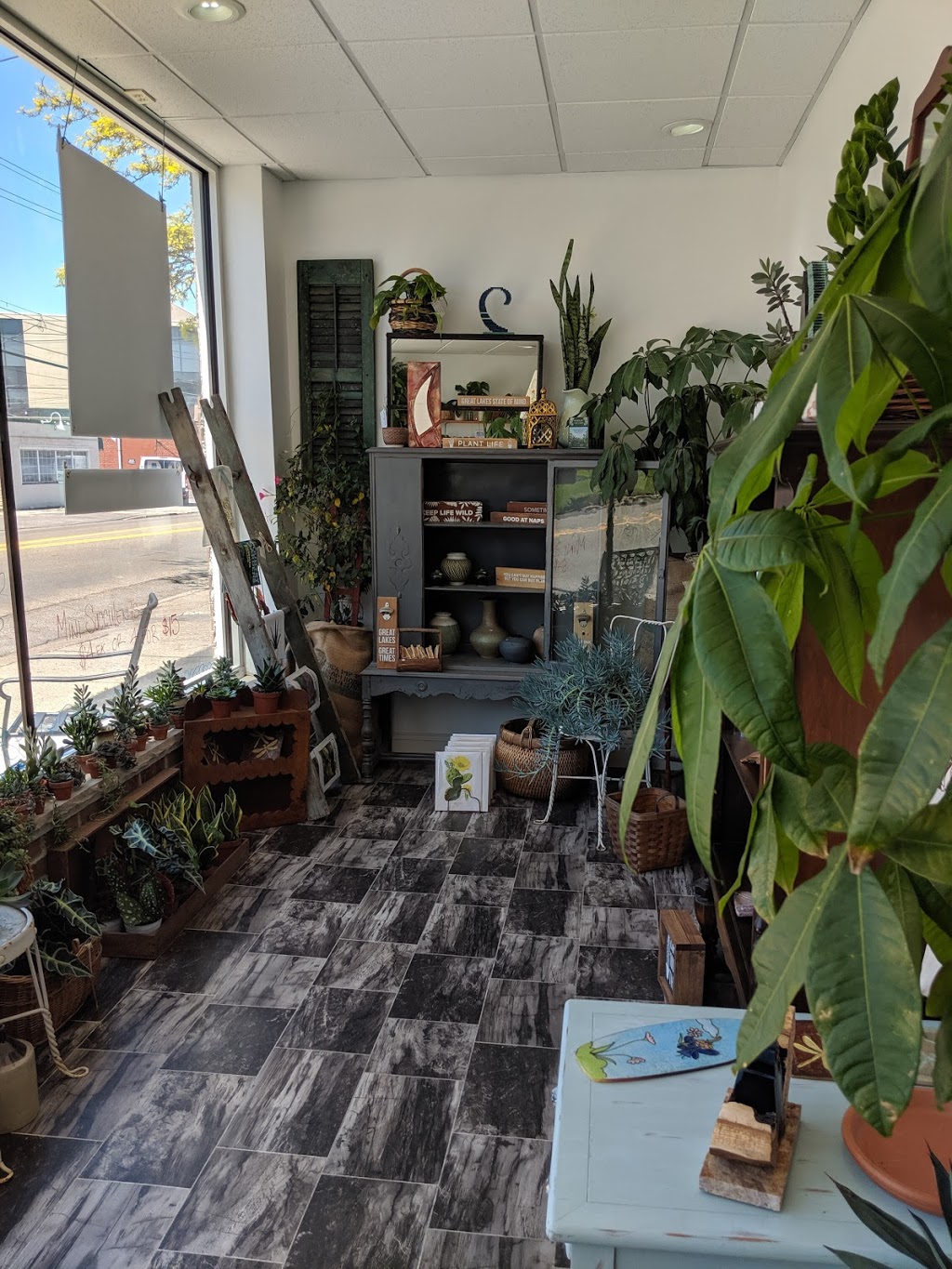 Life is Succulent | 1249 Eggert Rd, Amherst, NY 14226, USA