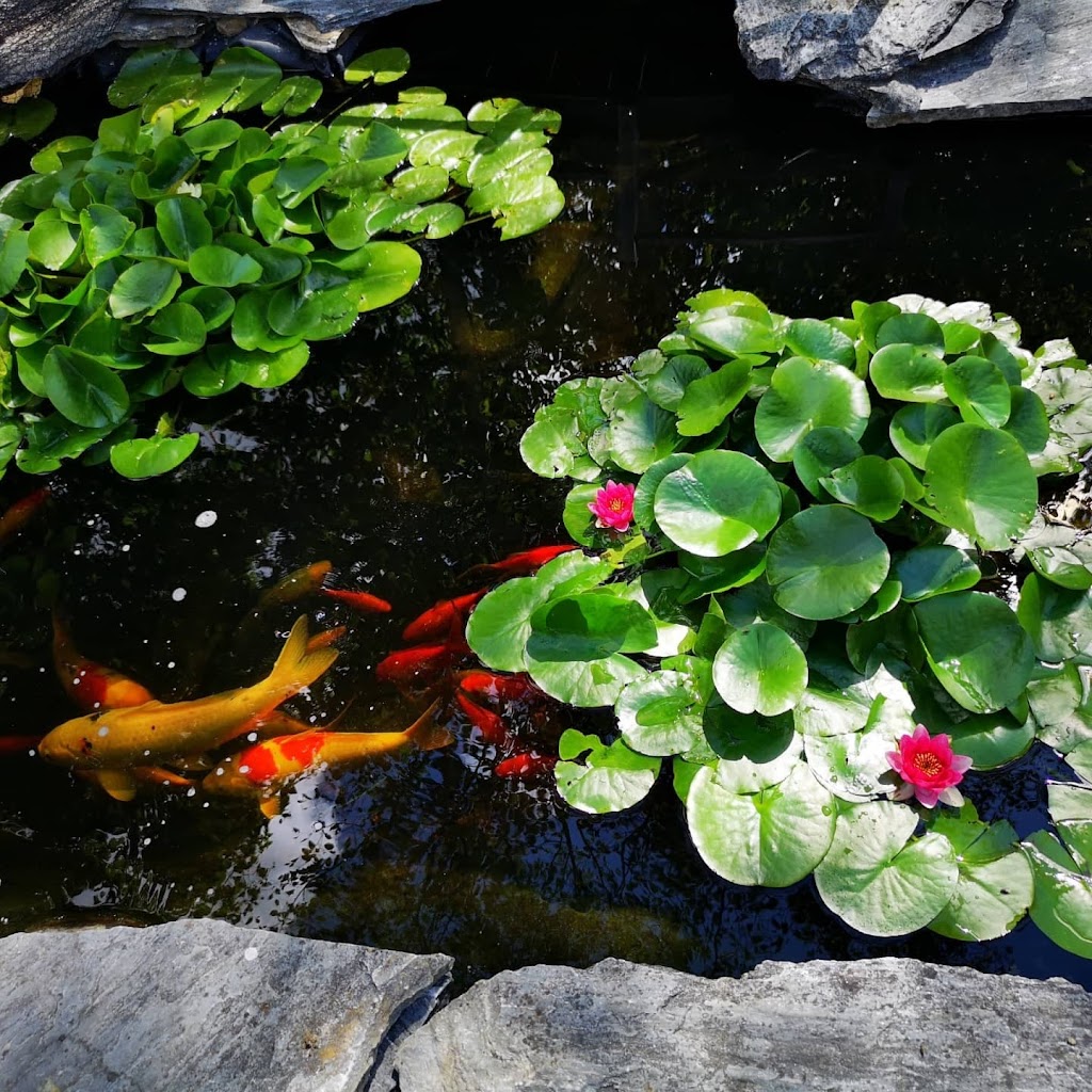 Pondcare.ca | 15447 80A Ave, Surrey, BC V3S 7X7, Canada | Phone: (604) 808-3908