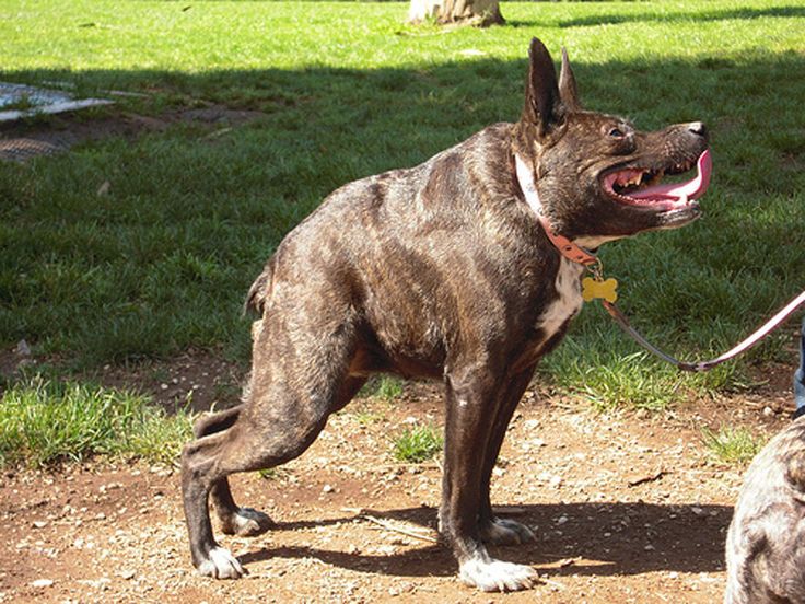 Totoredaca Leash-Free Dog Park | 2715 Meadowvale Blvd, Mississauga, ON L5N 6P8, Canada | Phone: (416) 917-1206