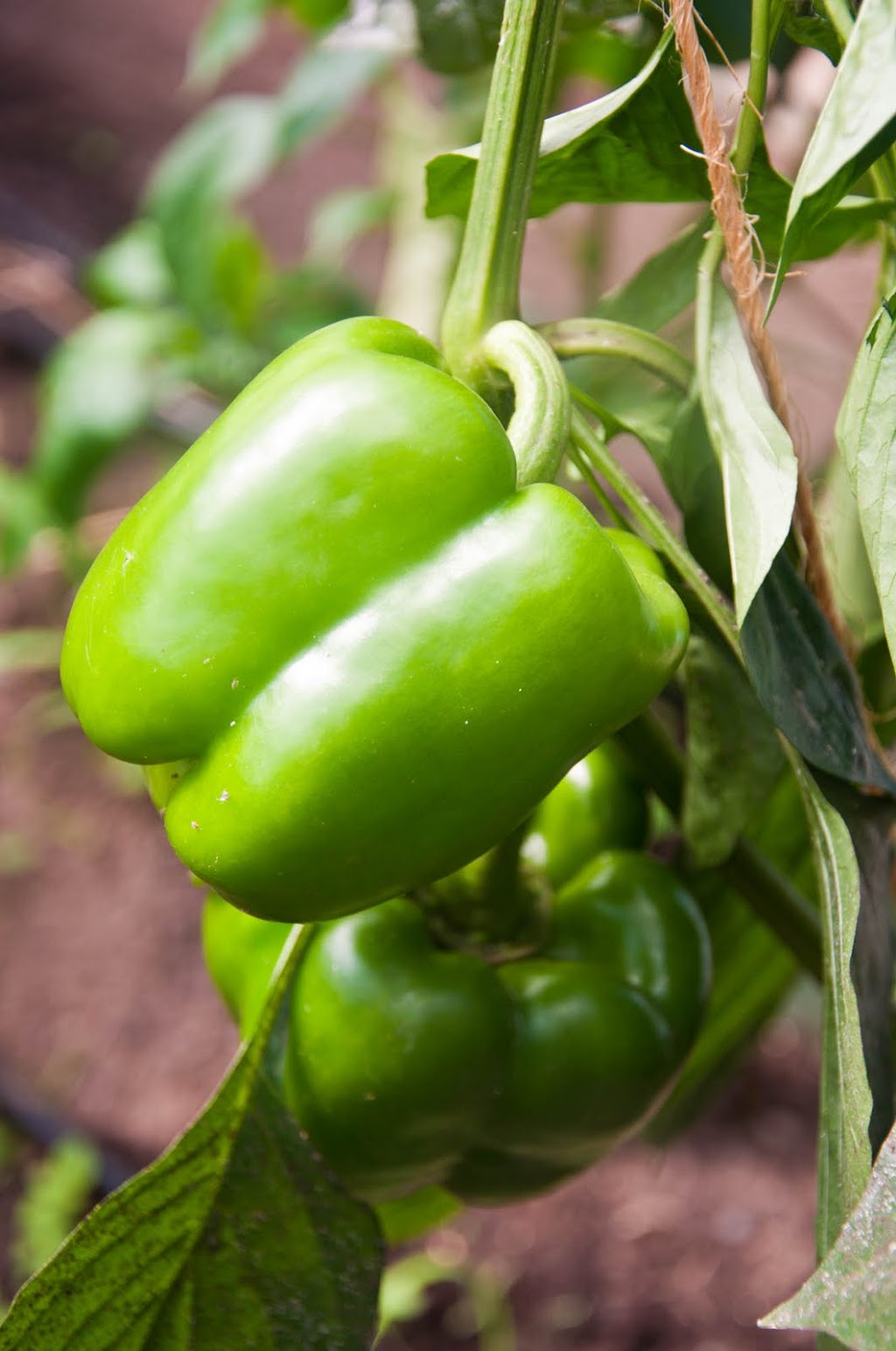 Jardi-fruits dantan - Ferme maraîchère sans pesticides | 555 Chemin Roarke, Saint-Denis-de-Brompton, QC J0B 2P0, Canada | Phone: (819) 846-4921