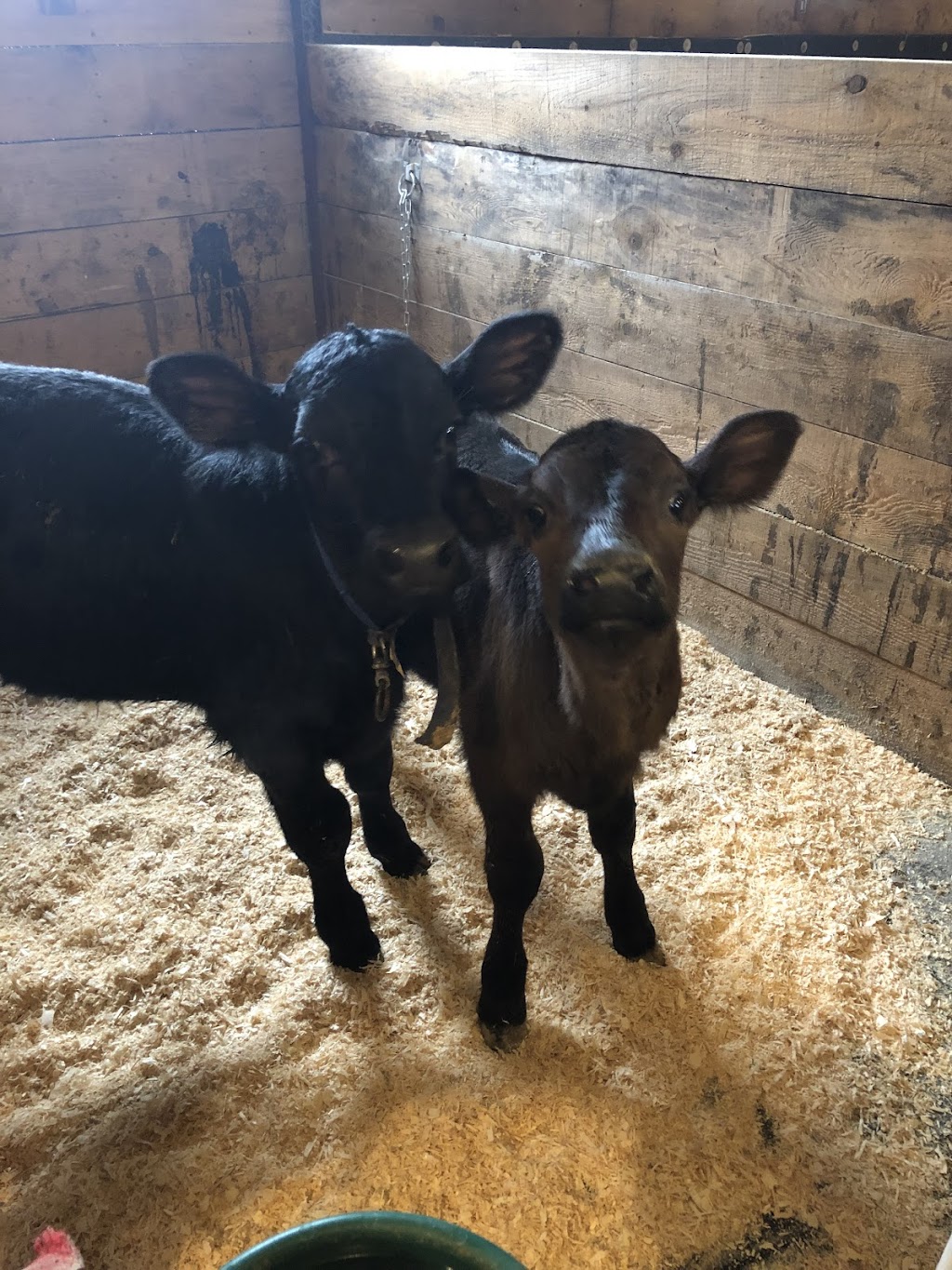 Ferme E.L. PAQUET | 1481 Rang St Paul, Saint-Rémi, QC J0L 2L0, Canada | Phone: (514) 709-6886