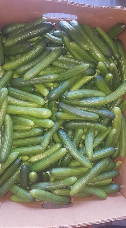 Valley Produce | 32031 Joyce Ave, Abbotsford, BC V2T 1B6, Canada | Phone: (604) 866-1859