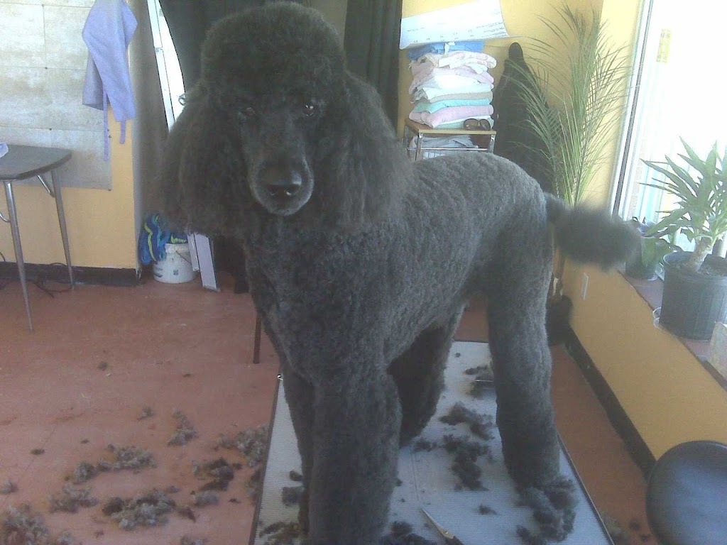 Paw-las Pride And Groom | 41 Rymal Rd W, Hamilton, ON L9B 1B5, Canada | Phone: (905) 388-5930