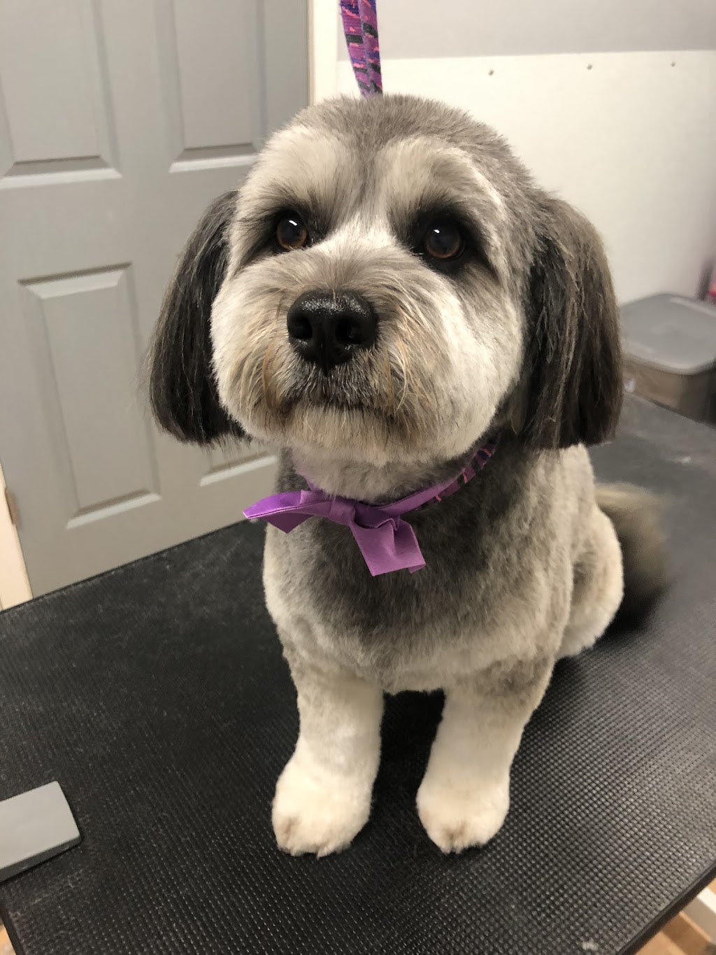 Momo Dog Grooming | 931 Redonda St #4, Winnipeg, MB R5R 0J7, Canada | Phone: (204) 510-8573