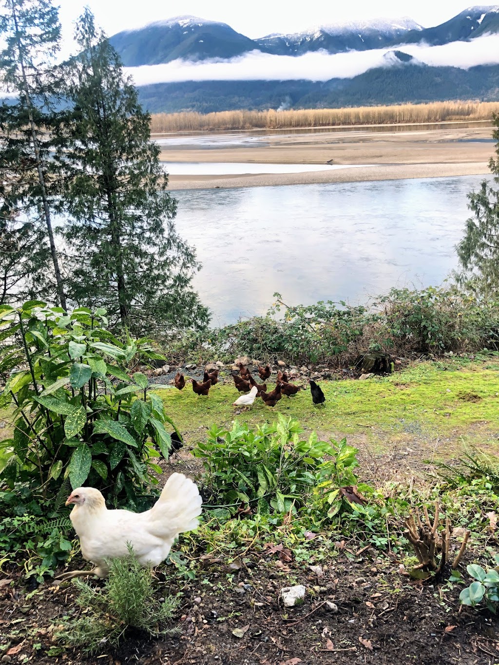 Riverview Farm | 42831 Old Orchard Rd, Chilliwack, BC V2R 4A6, Canada | Phone: (778) 386-9822