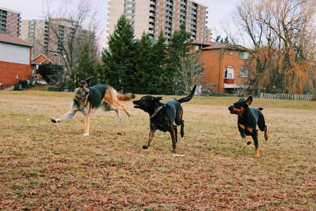 Barbosa k9s | 22 Bunting Dr, Brampton, ON L6Y 2H5, Canada | Phone: (647) 248-2411
