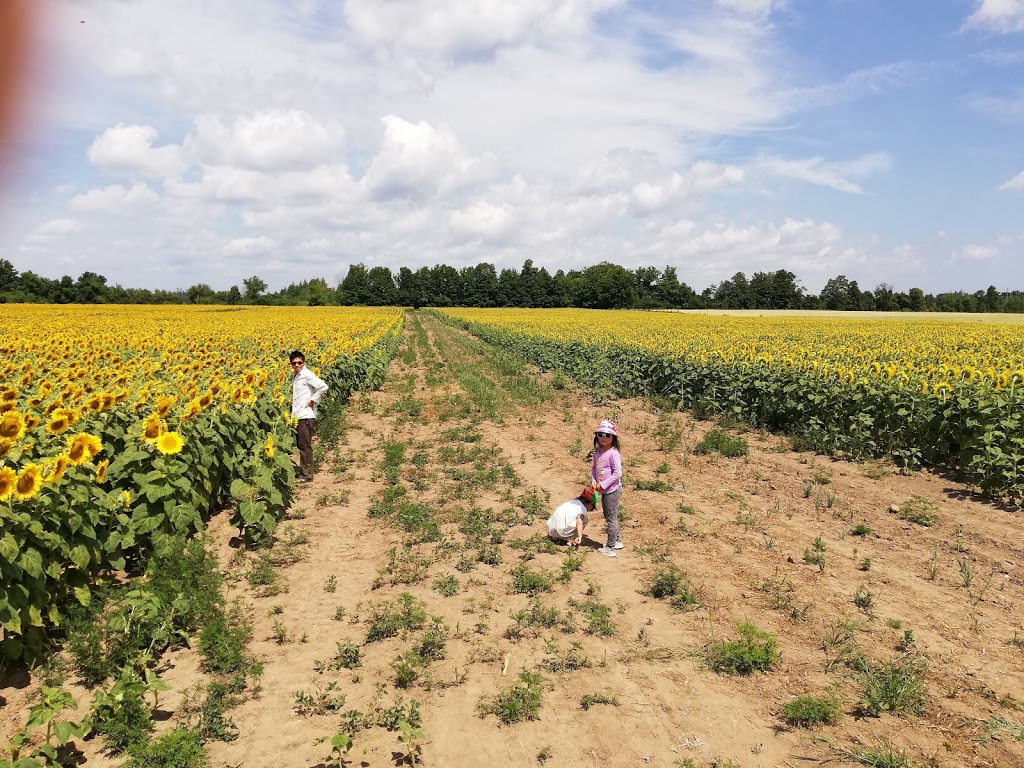 Edwards Farm Store | 1574 9 Line, Innisfil, ON L9S 3Z1, Canada | Phone: (705) 436-2749