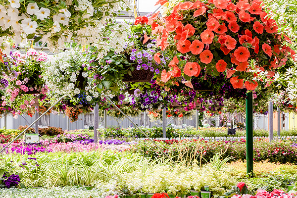 Country Basket Garden Centre & Flower Boutique | 10008 Lundys Ln, Niagara Falls, ON L2H 0T6, Canada | Phone: (905) 358-5811