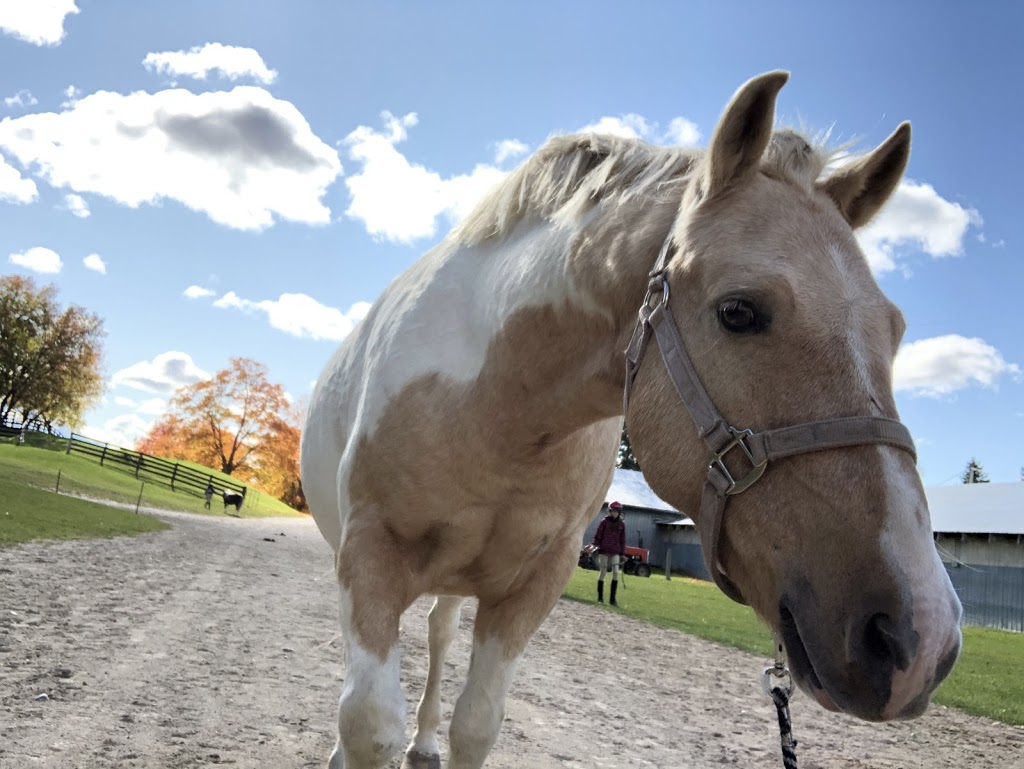 Saddlewood Riding Camp | 749 Bethany Hills Rd, Bethany, ON L0A 1A0, Canada | Phone: (705) 277-2029