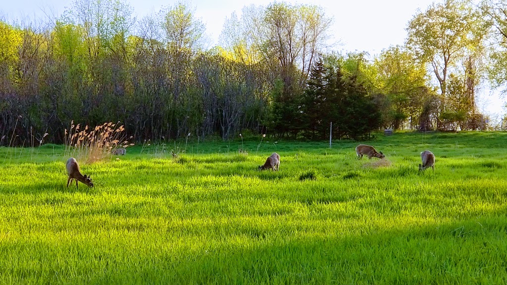 Refuge faunique Marguerite-DYouville | 480, boulevard D’Youville, Île Saint-Bernard, Châteauguay, QC J6J 5T9, Canada | Phone: (450) 698-3133