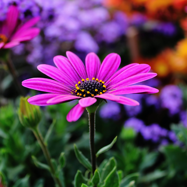 Les fleurs du Château | 107 Rue Marc - André - Fortier, Châteauguay, QC J6J 6C1, Canada | Phone: (450) 699-4065