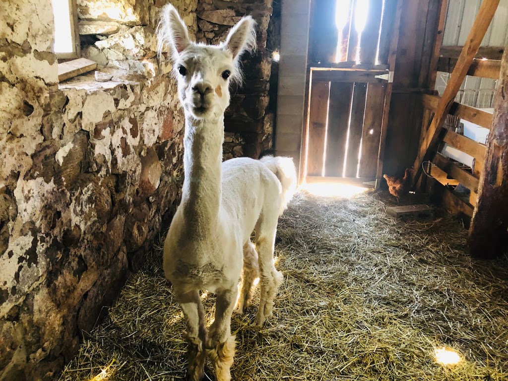 Barkway Farms | 1043 Hopkins Rd, Gravenhurst, ON P1P 1R3, Canada | Phone: (705) 606-2214