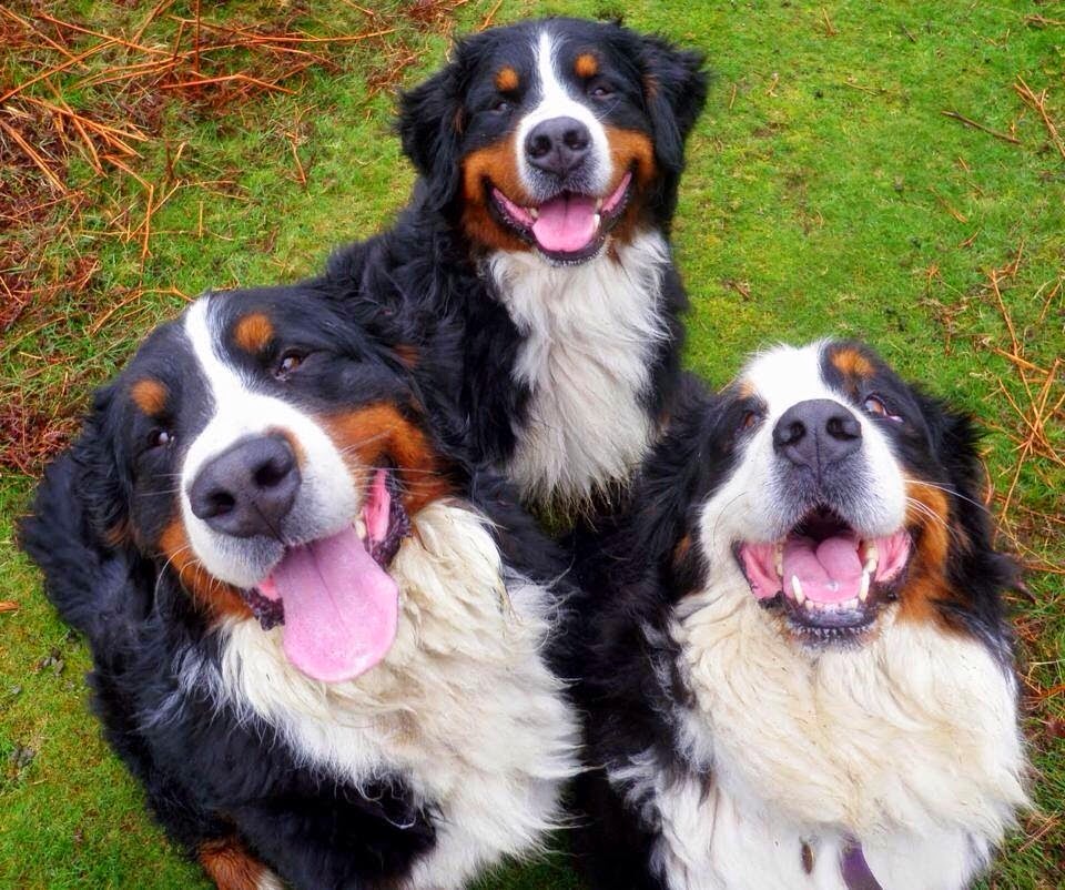 "The Woofer Walkers" GPS Tracked Dog Walking | Francis rd, No 2 Rd, Richmond, BC V7C 1K5, Canada | Phone: (778) 838-9255