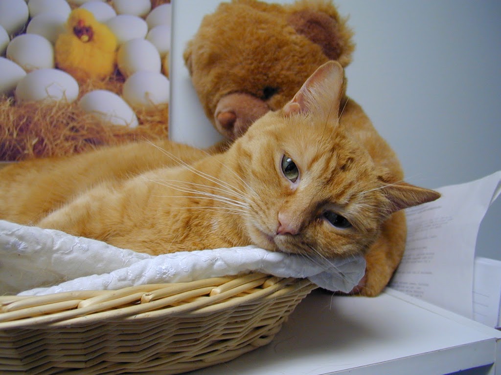 Campus Estates Animal Hospital | 1460 Gordon St, Guelph, ON N1L 1C8, Canada | Phone: (519) 837-1212
