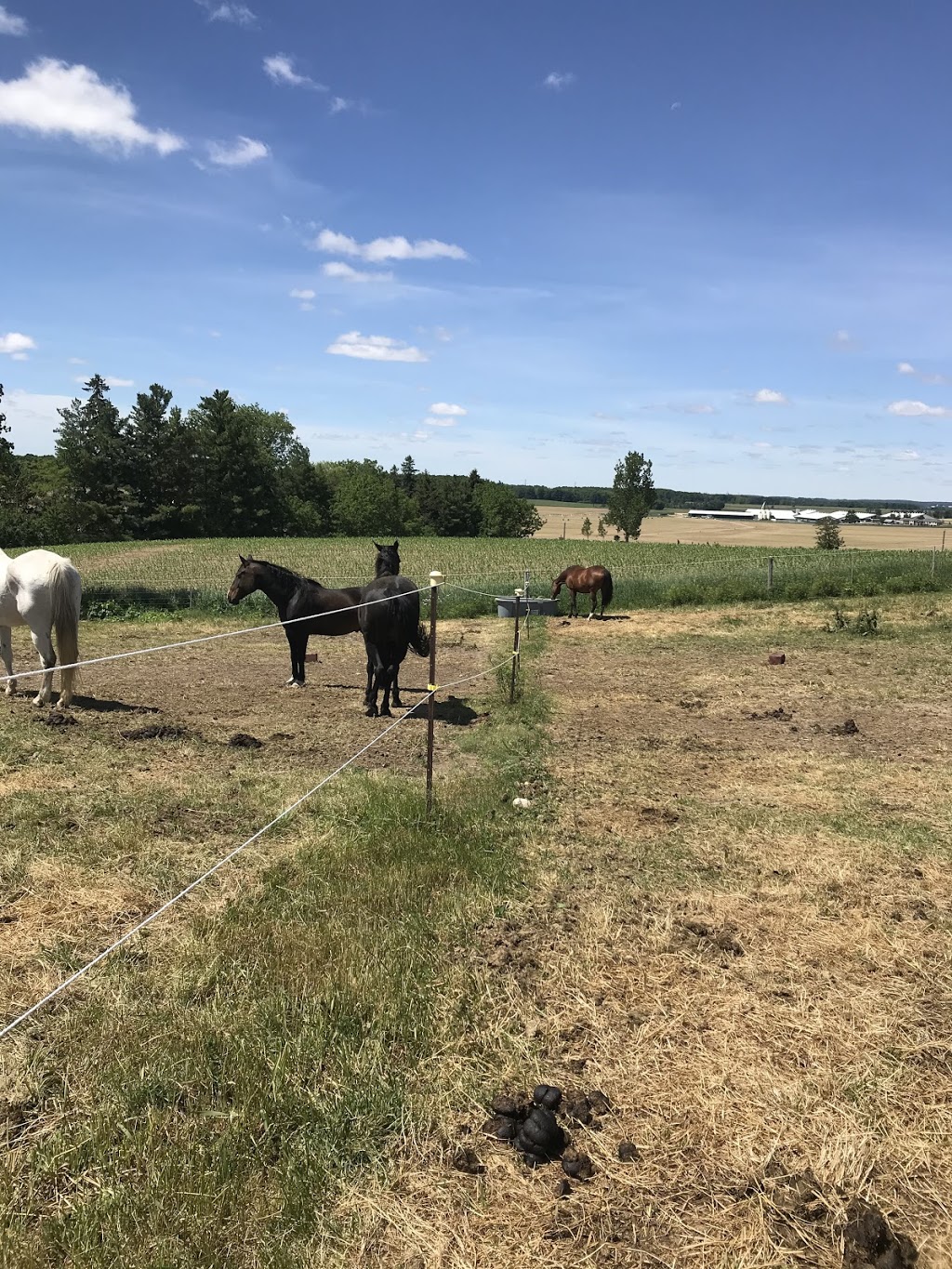 Run 2 You Stables | 1911 Erbs Rd, Baden, ON N3A 3M3, Canada | Phone: (519) 568-1471
