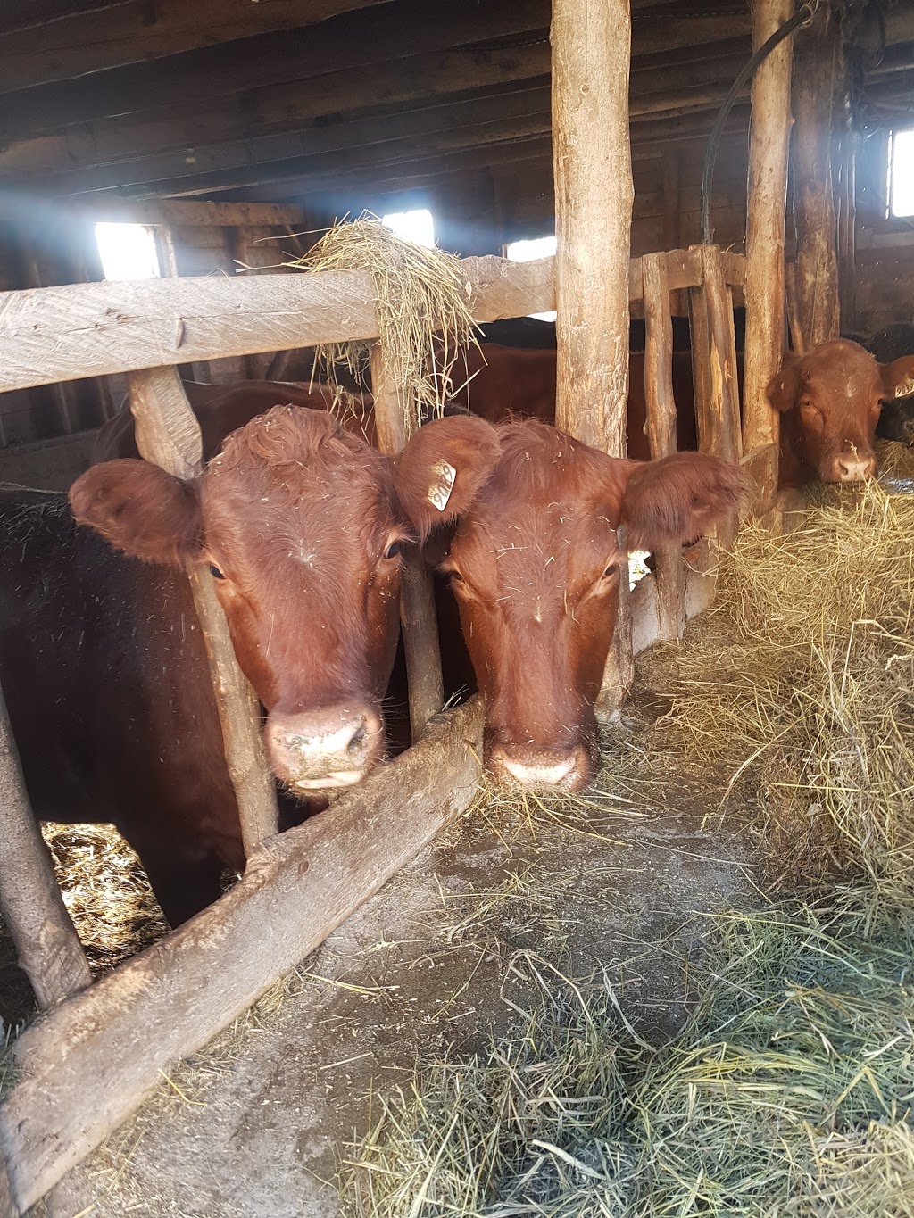 Ferme Riverview Farm | 659 Chemin de Brookdale, Boileau, QC J0V 1N0, Canada | Phone: (819) 687-3053